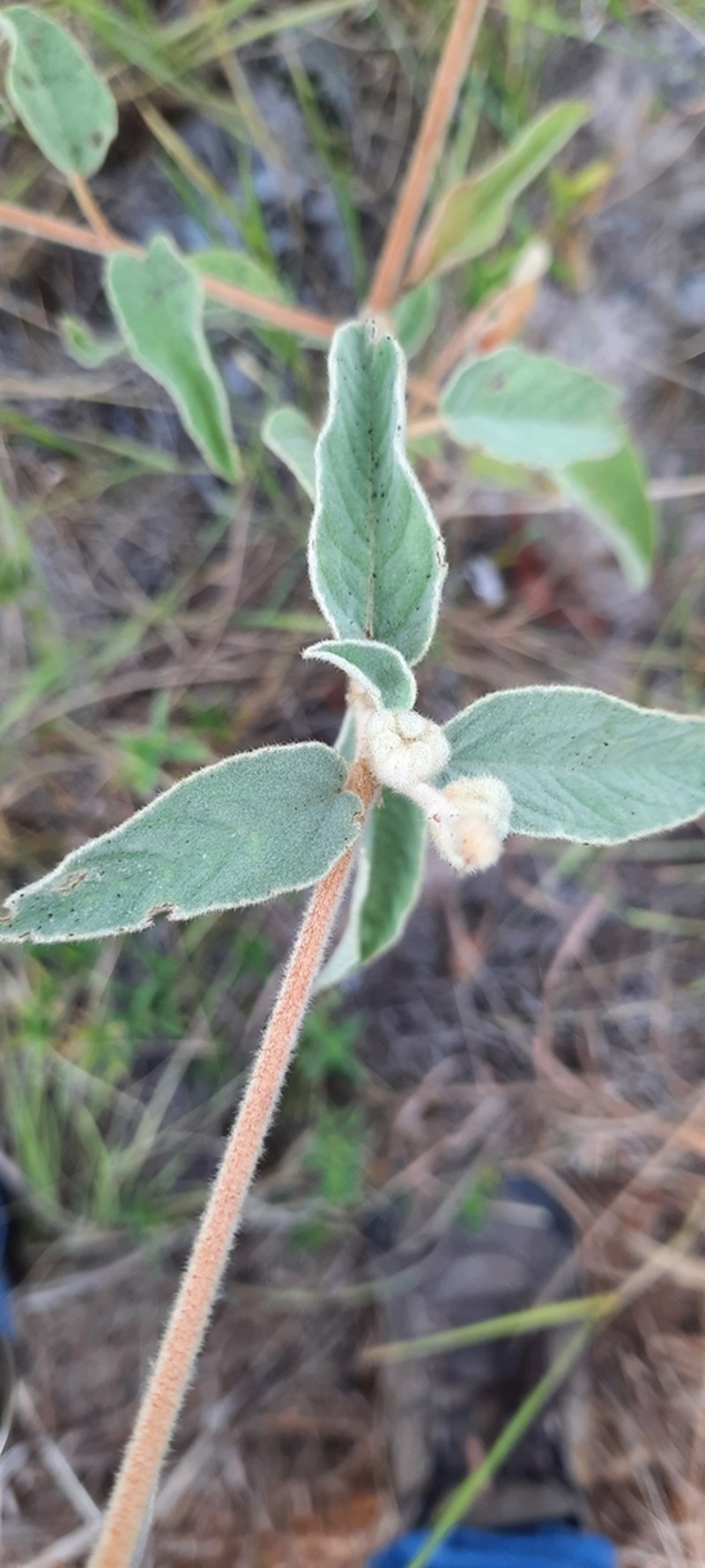 Croton heptalon photo 2