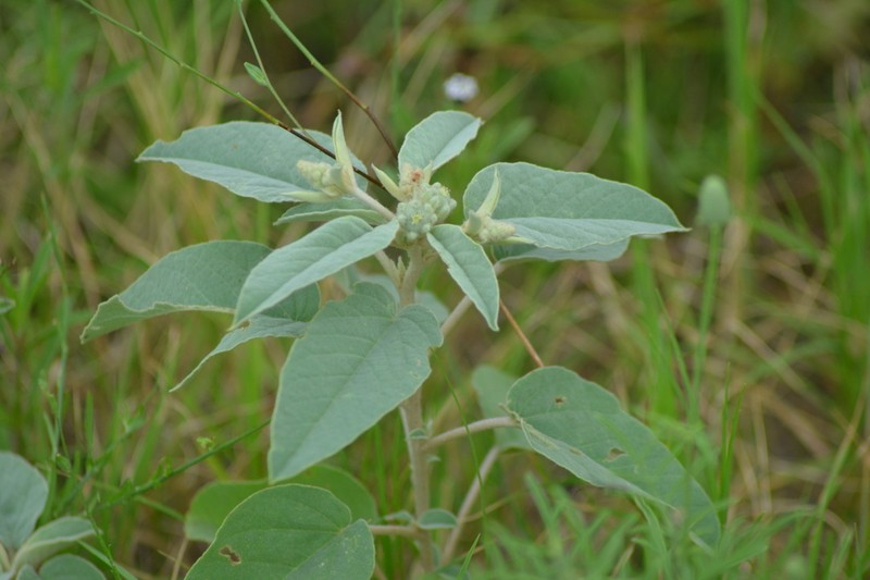 Croton heptalon photo 3