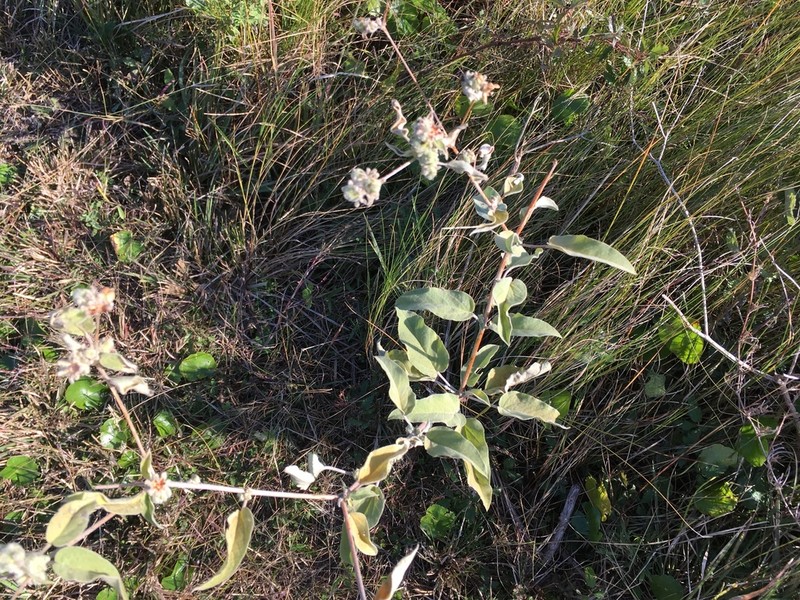 Croton heptalon photo 4