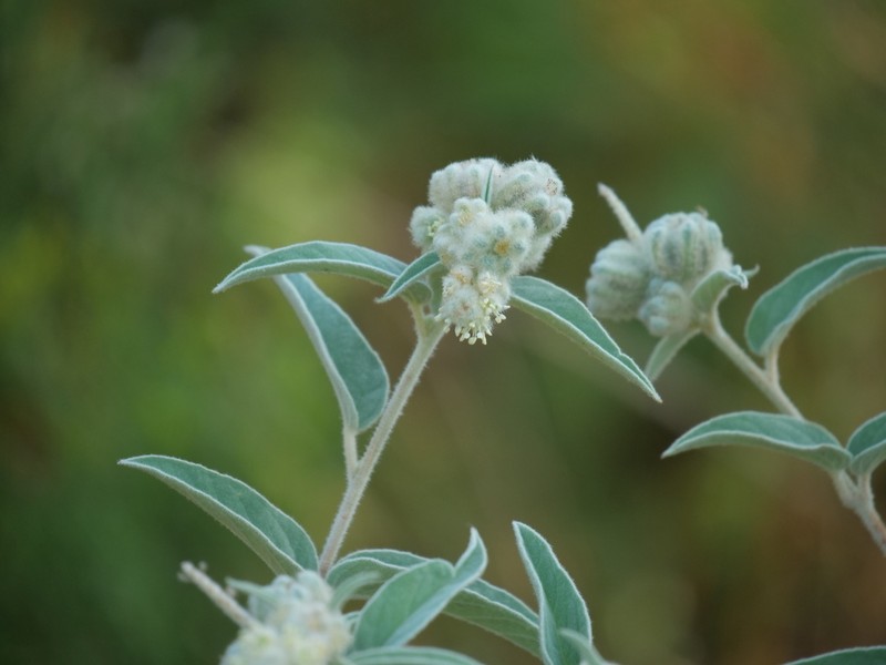 Croton heptalon photo 5