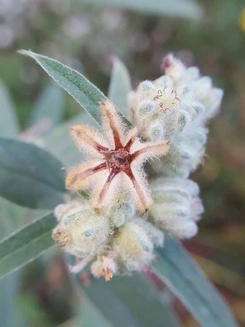 Croton heptalon photo 6