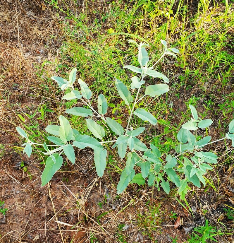 Croton heptalon photo 7
