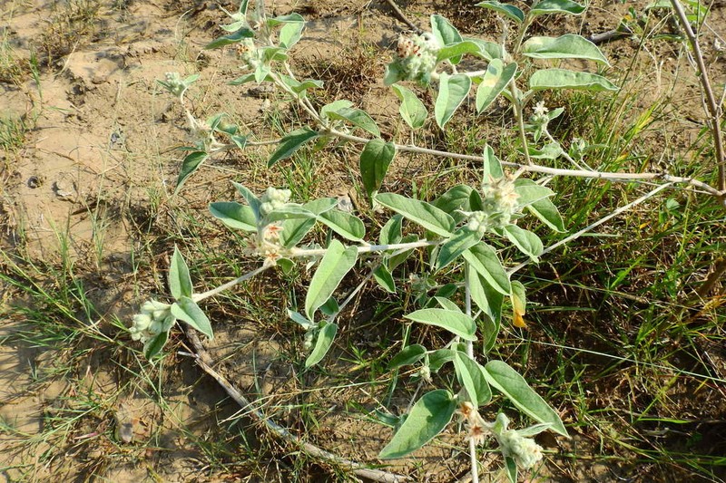 Croton heptalon photo 8