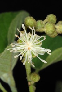 Pepperbush