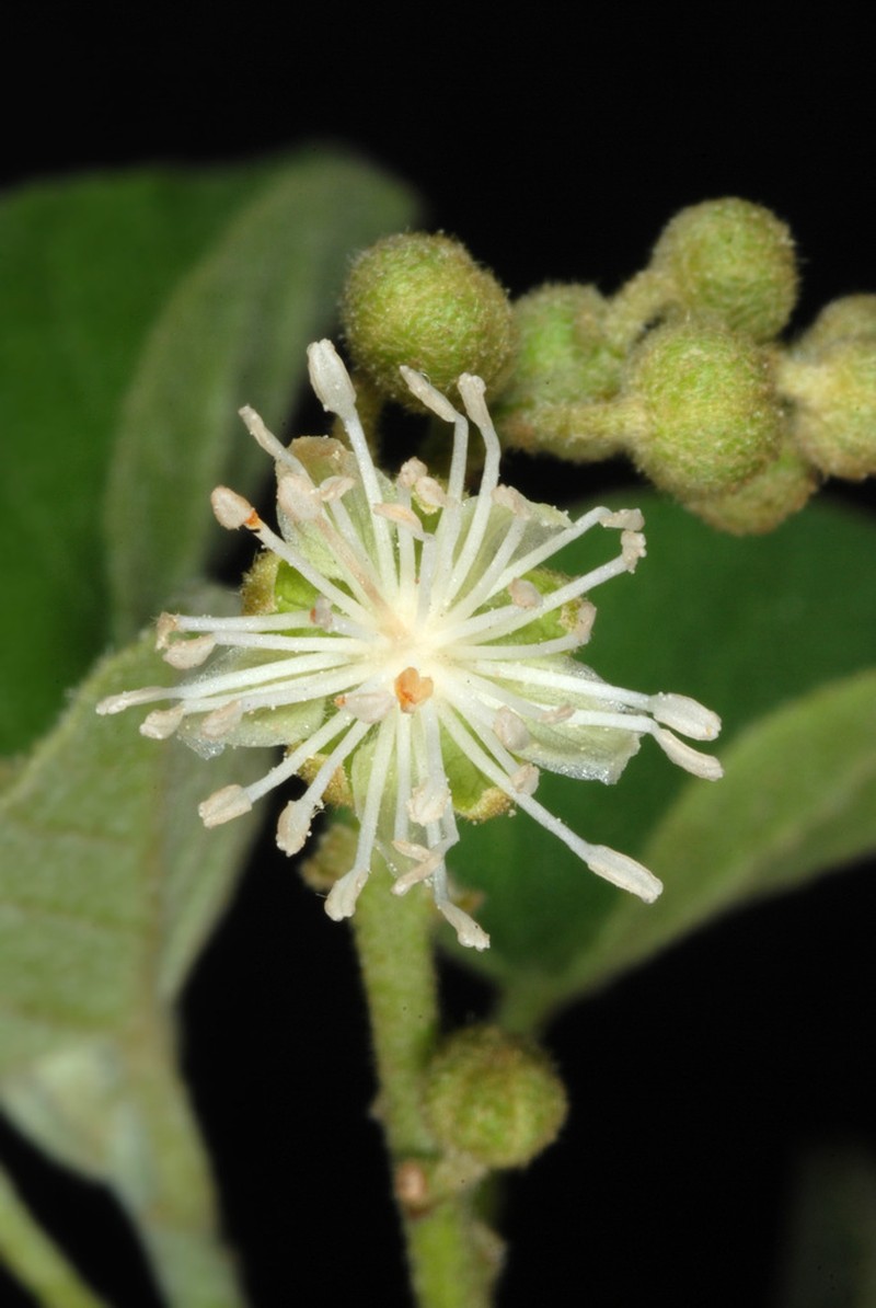 Pepperbush