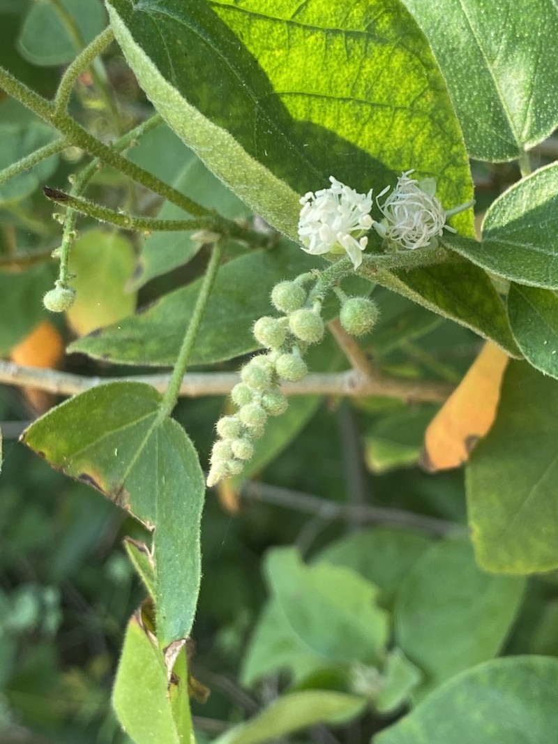 Pepperbush photo 2