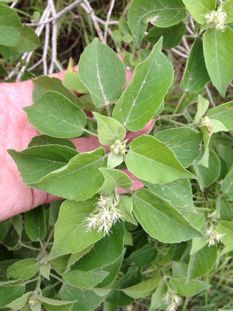 Pepperbush photo 3