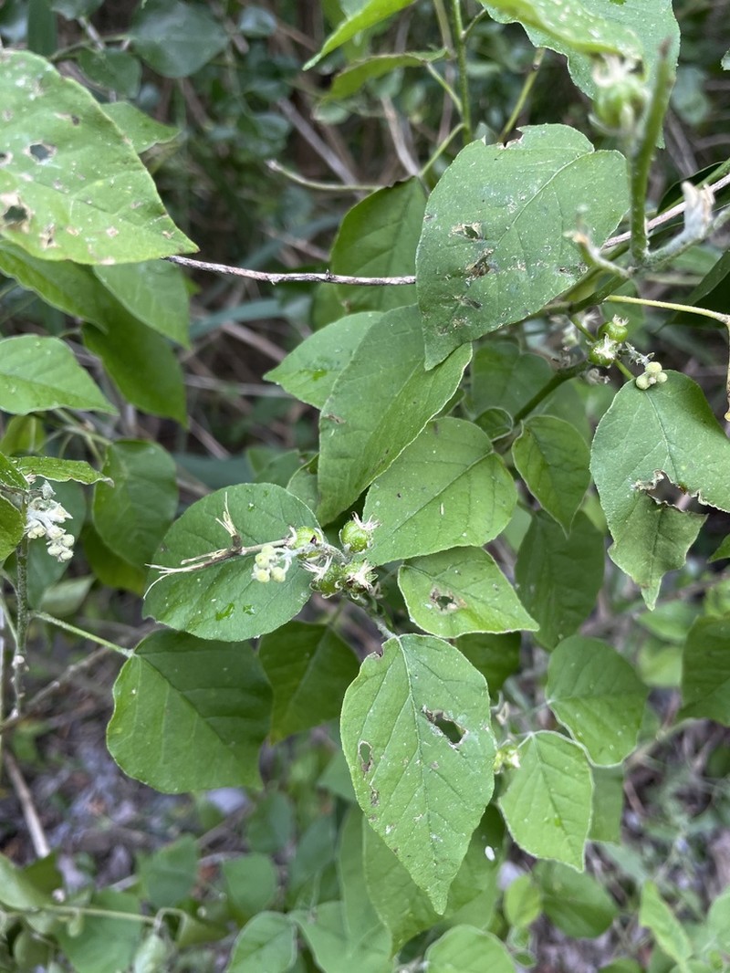 Pepperbush photo 4