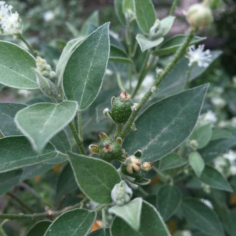Pepperbush photo 5