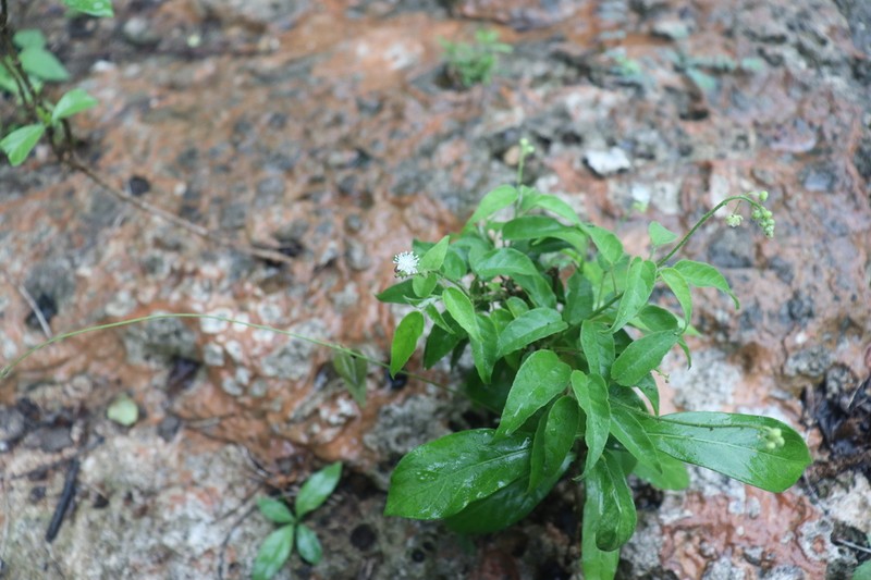 Pepperbush photo 6