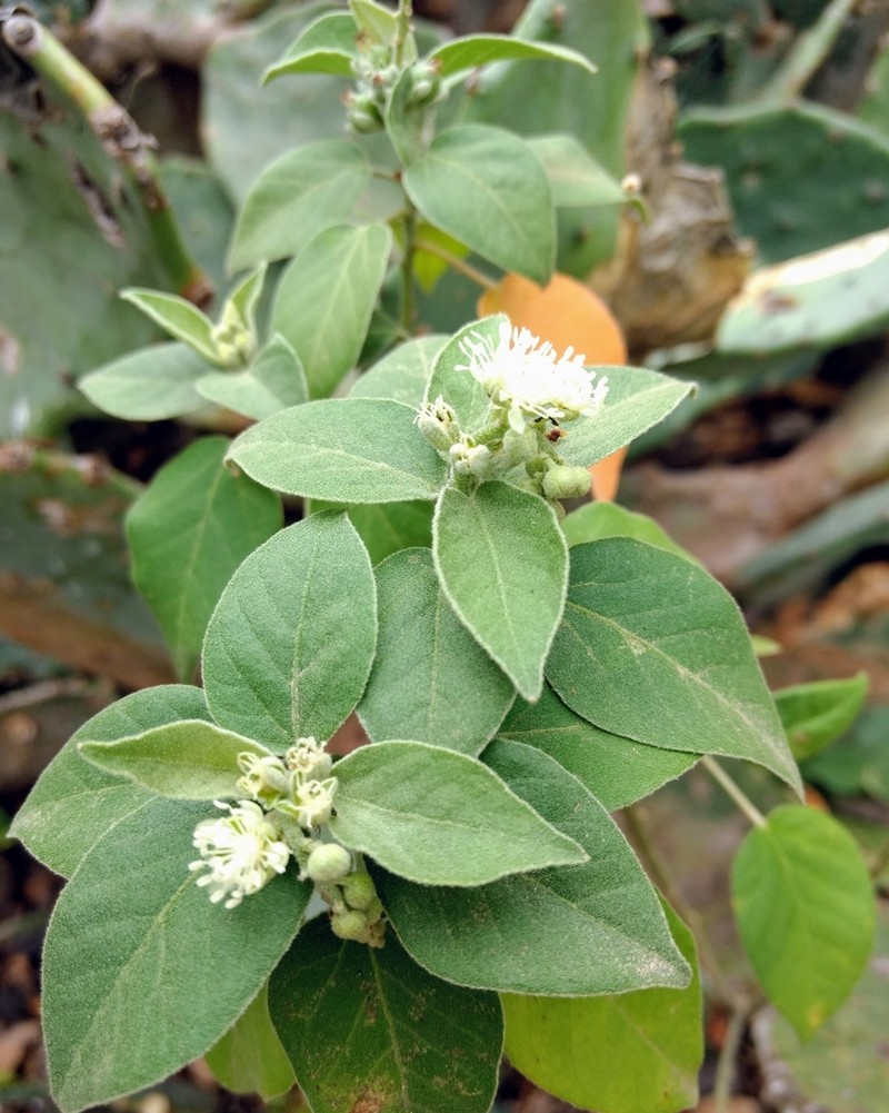Pepperbush photo 7