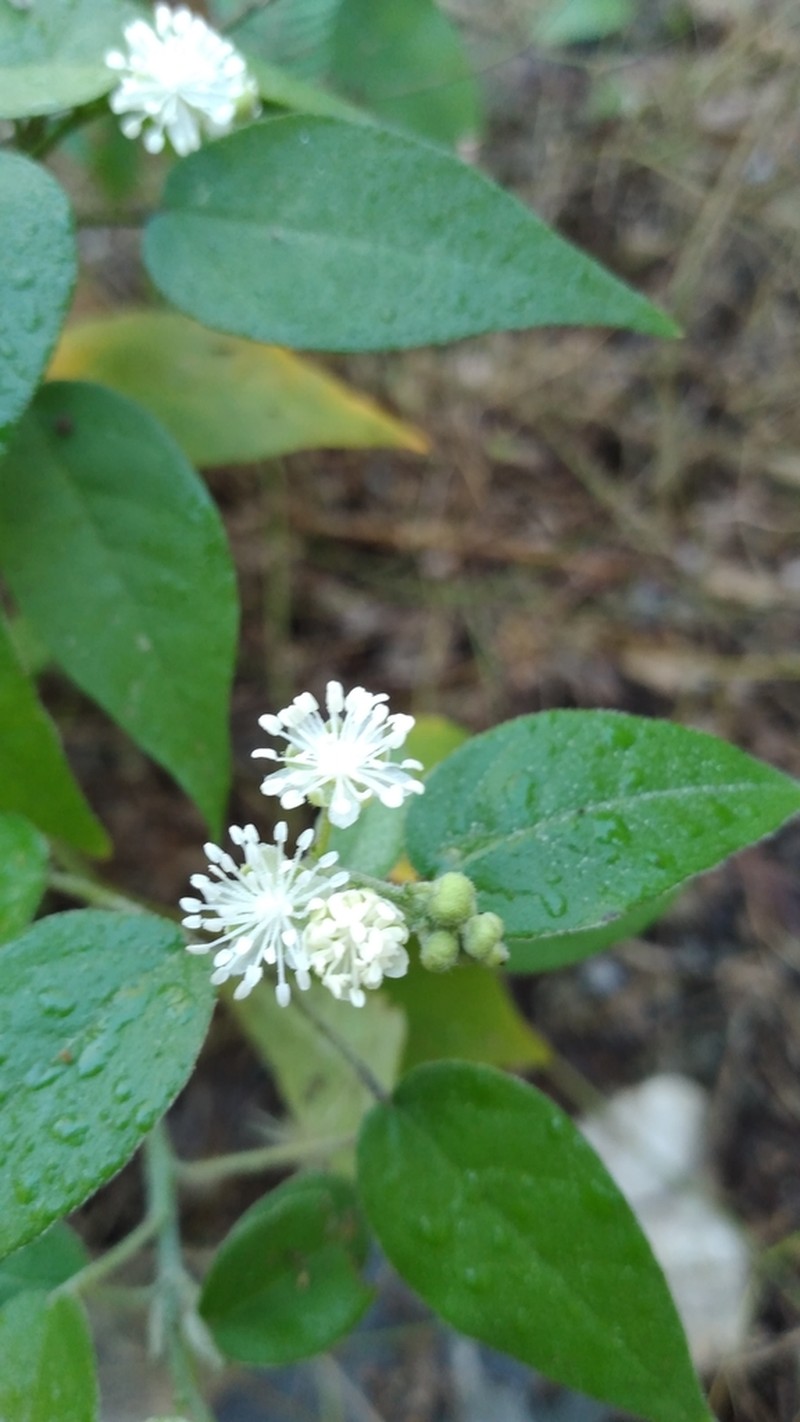 Pepperbush photo 8