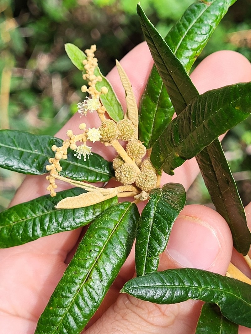 Puerto Rico Croton