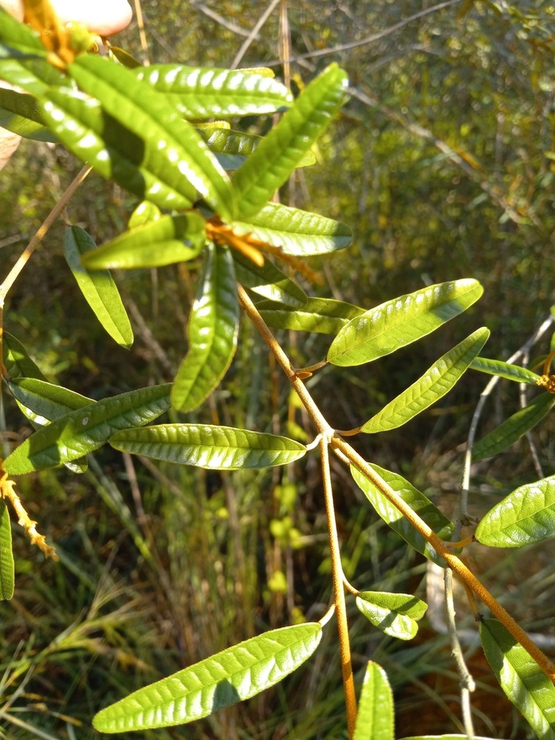 Puerto Rico Croton photo 3