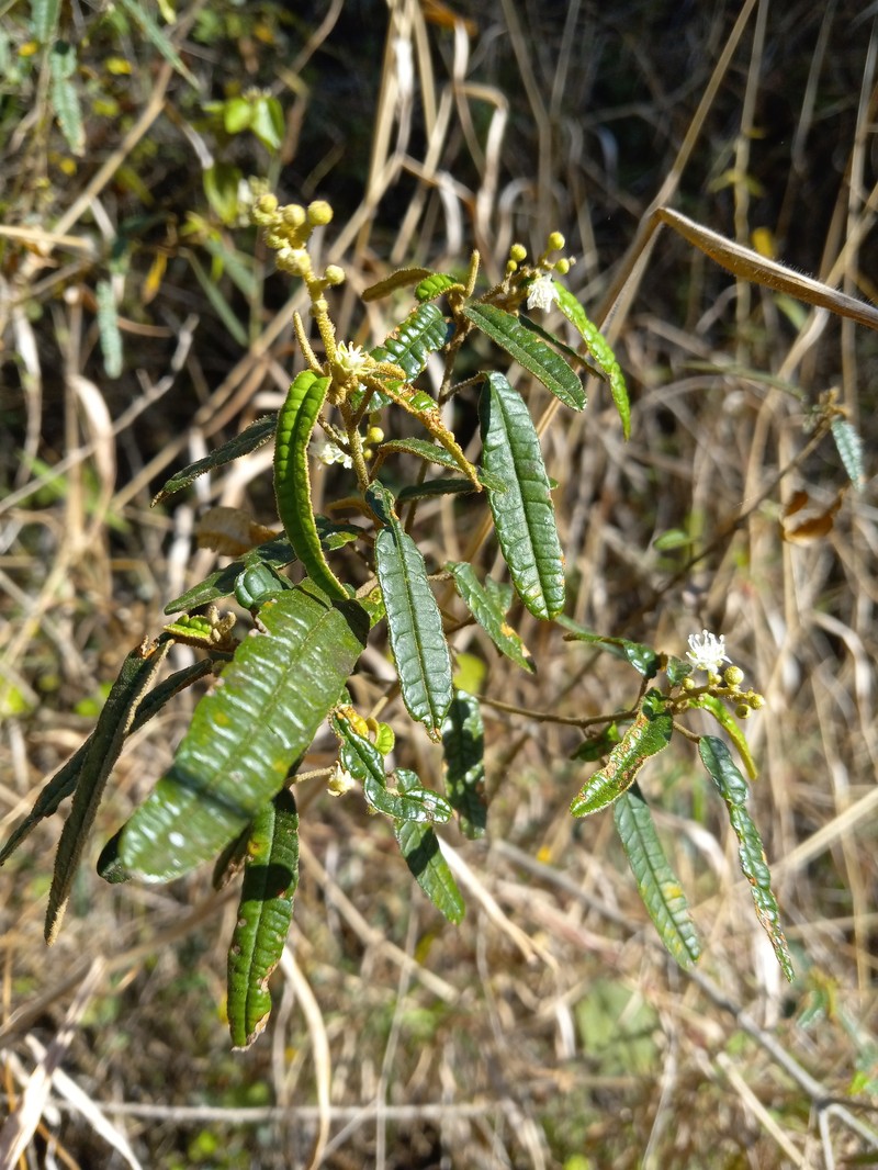 Puerto Rico Croton photo 7