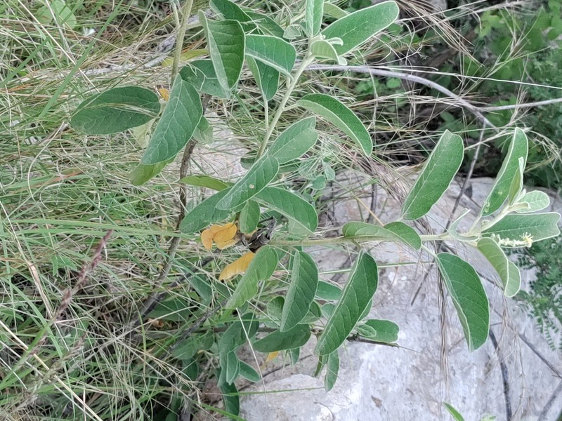 Torrey's Croton photo 3