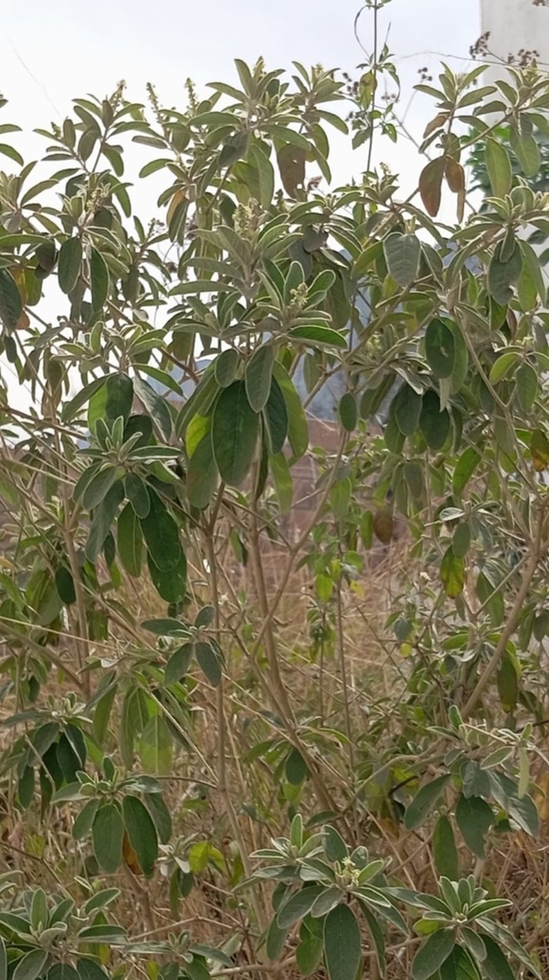 Torrey's Croton photo 4