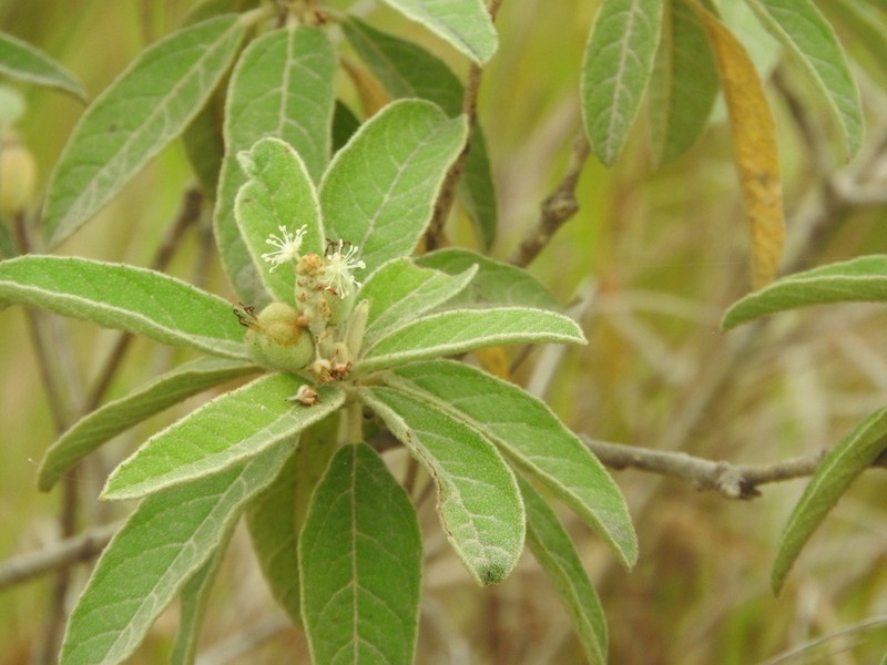 Torrey's Croton photo 8