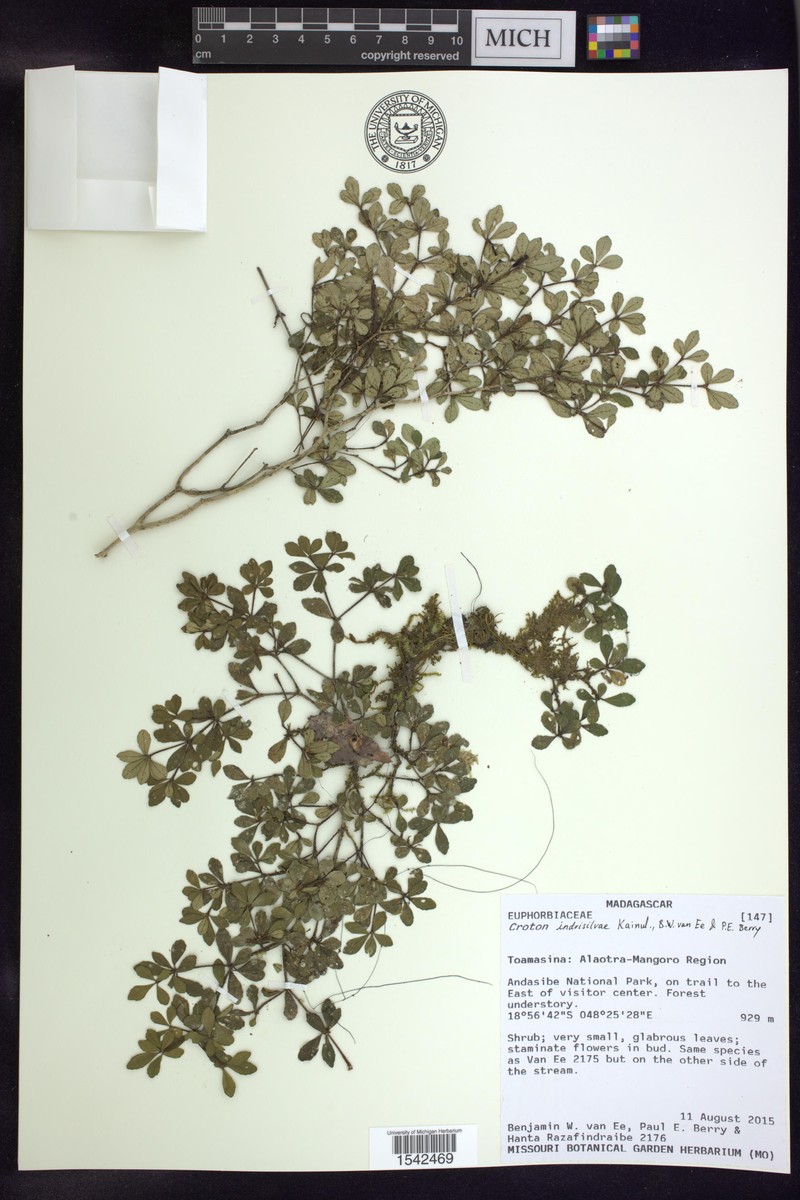Croton indrisilvae