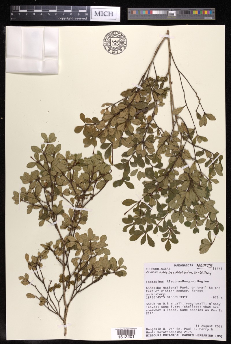 Croton indrisilvae photo 2