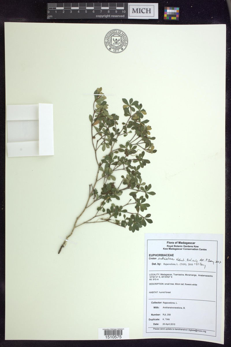 Croton indrisilvae photo 3