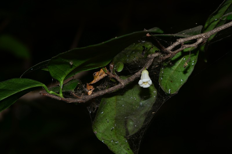 Croton lawianus