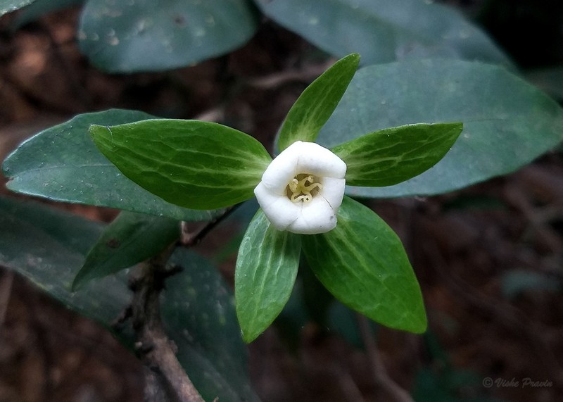 Croton lawianus photo 2