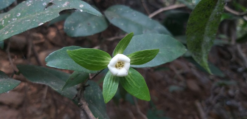 Croton lawianus photo 3