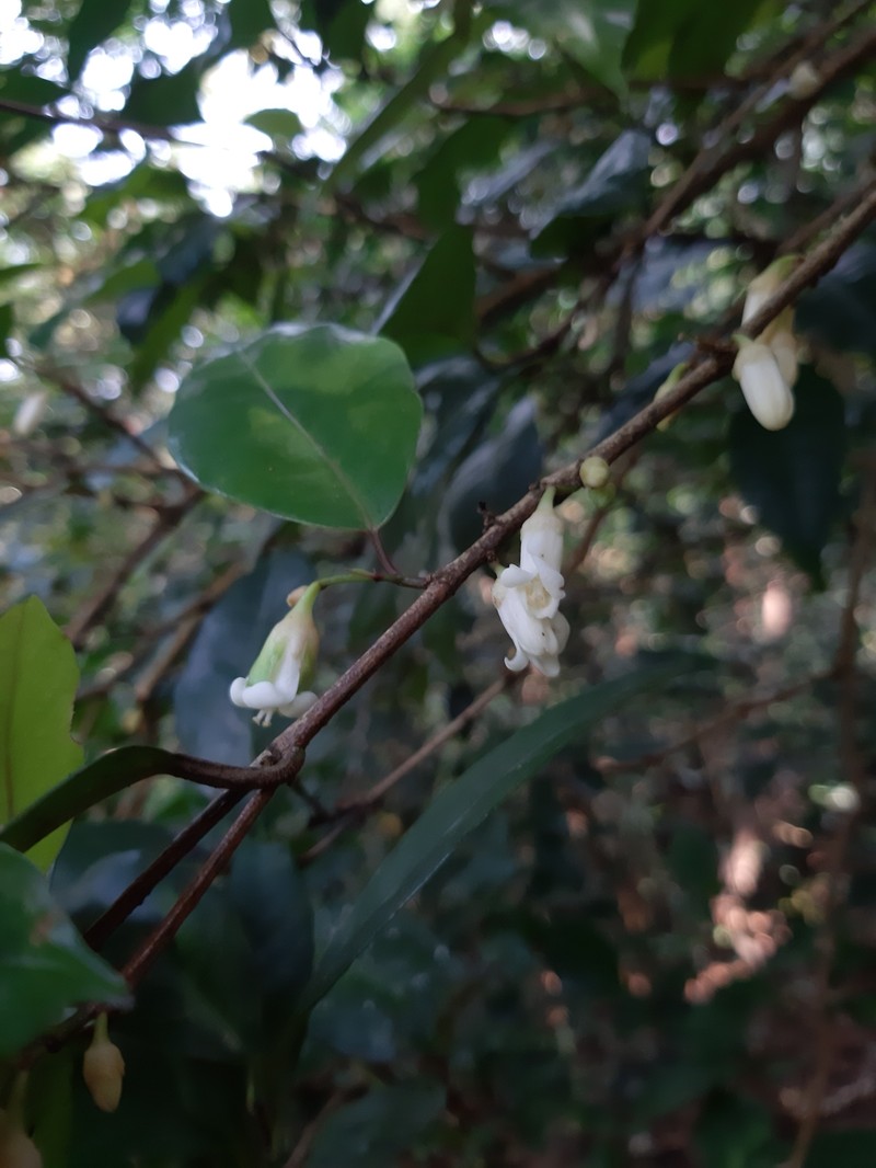 Croton lawianus photo 4