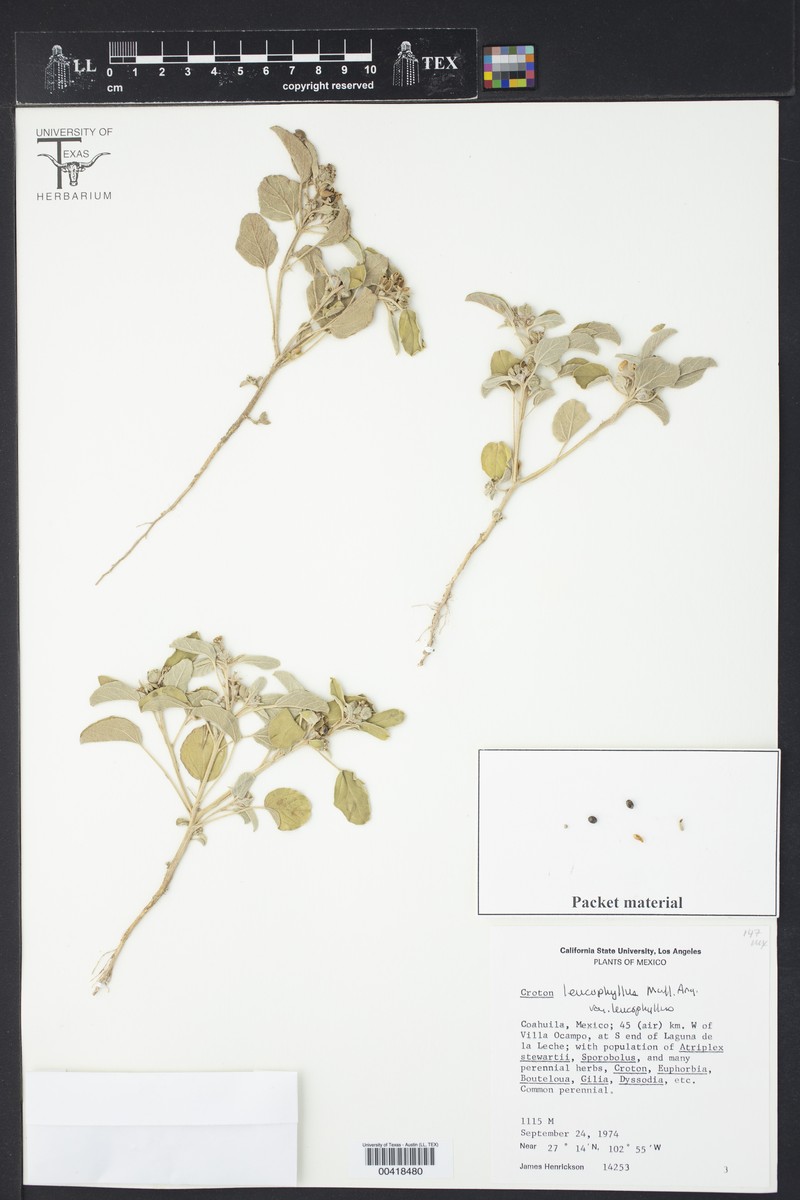 Croton leucophyllus var. leucophyllus