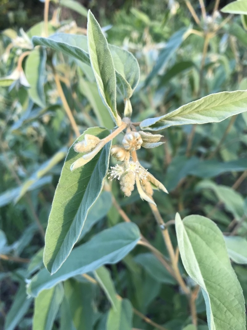 Croton lindheimeri photo 2