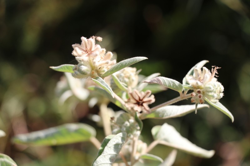 Croton lindheimeri photo 4
