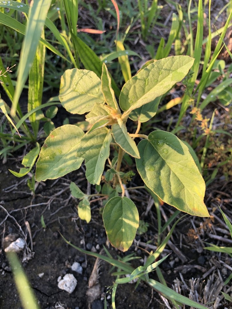 Croton lindheimeri photo 5