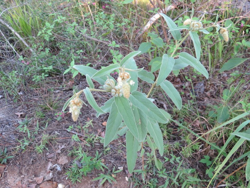 Croton lindheimeri photo 7