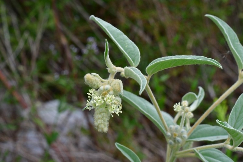 Croton lindheimeri photo 8