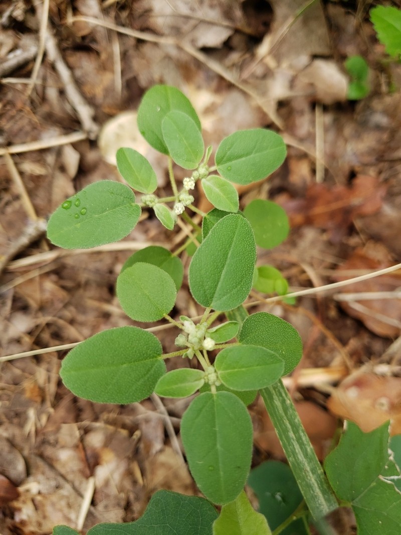 Threeseed Croton