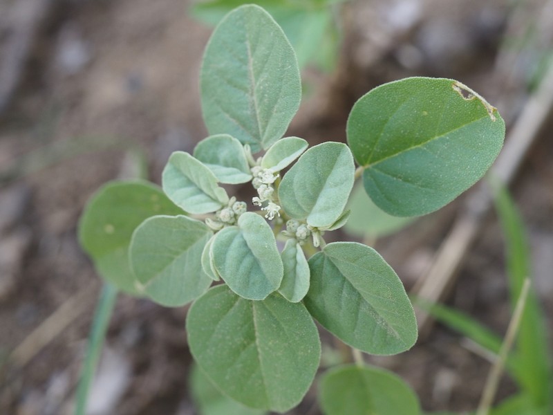 Threeseed Croton photo 3