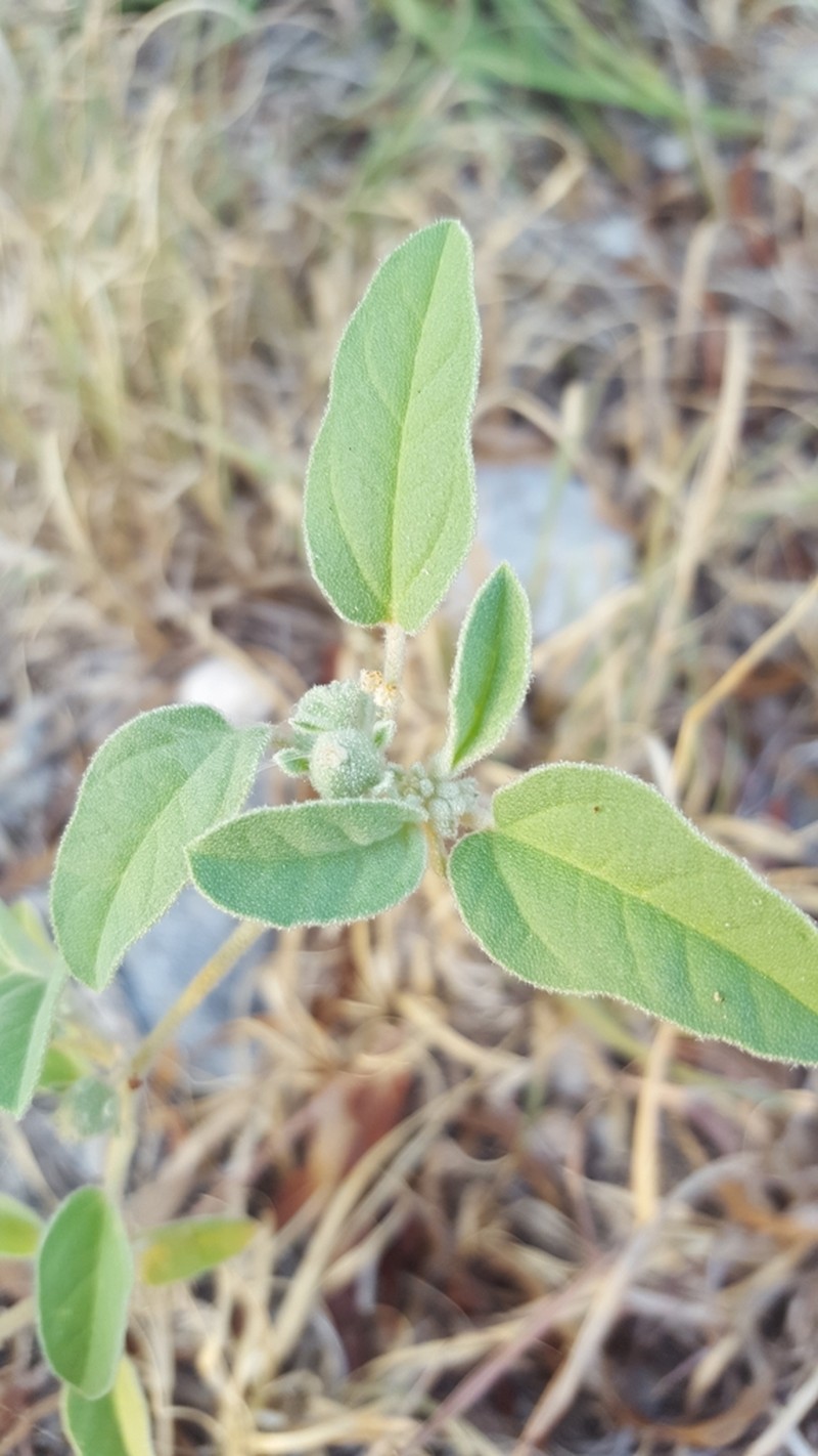 Threeseed Croton photo 5