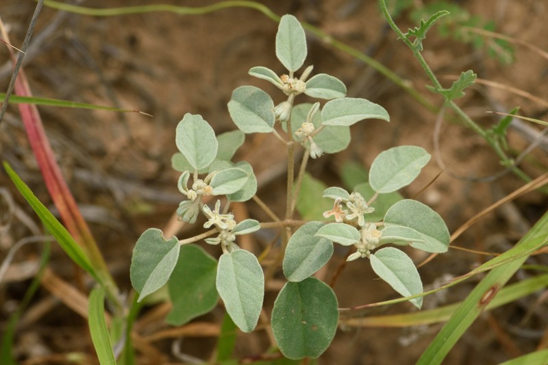 Croton lindheimerianus var. lindheimerianus photo 2