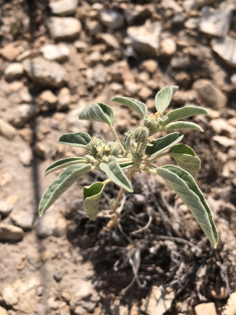 Croton lindheimerianus var. tharpii photo 5