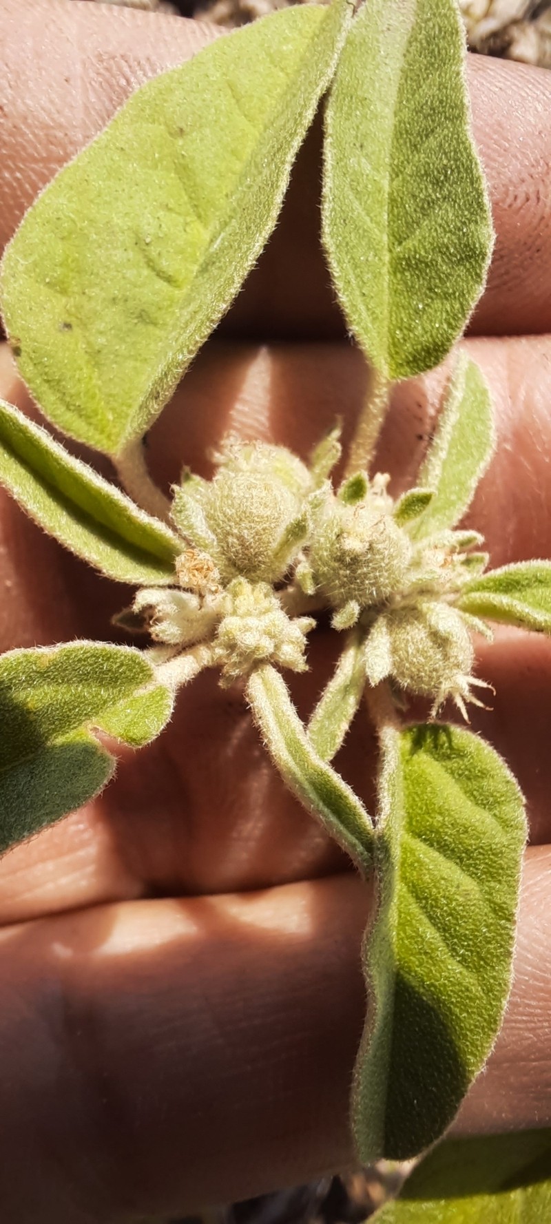 Croton lindheimerianus var. tharpii photo 7