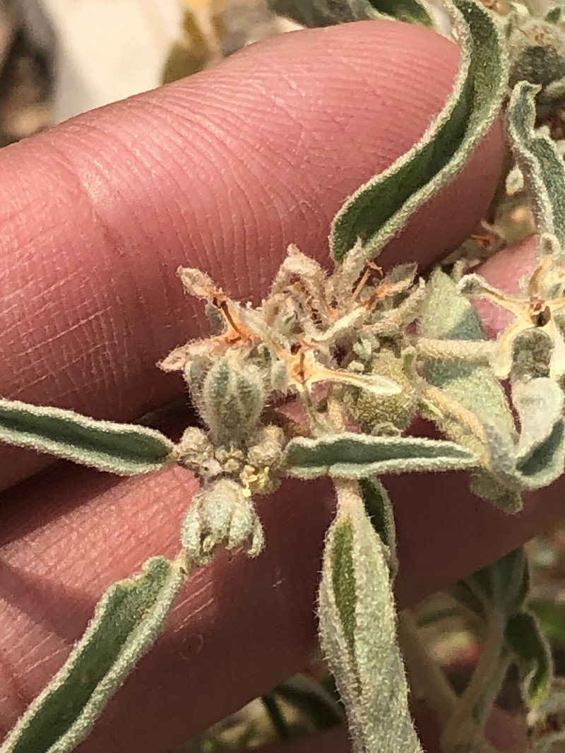 Croton lindheimerianus var. tharpii photo 8