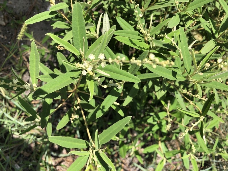 Croton linearis
