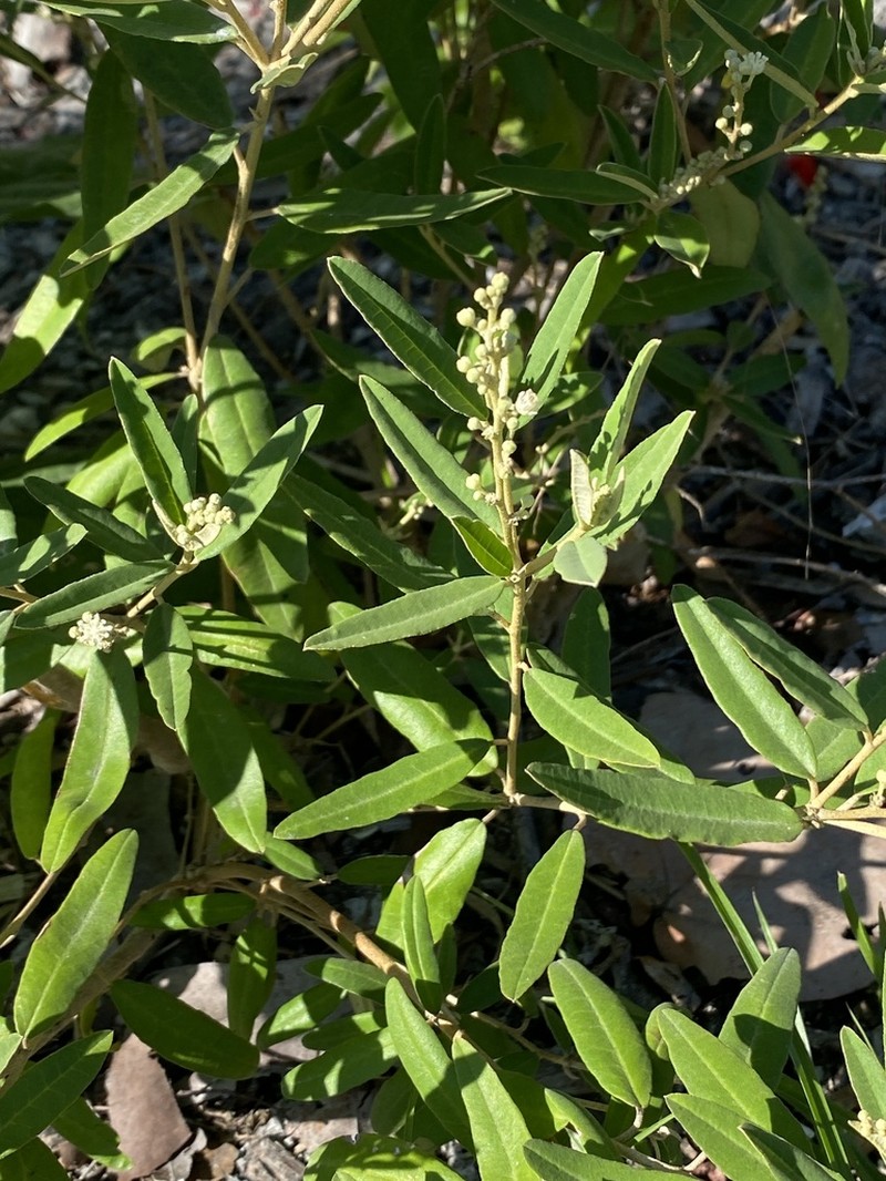 Croton linearis photo 2