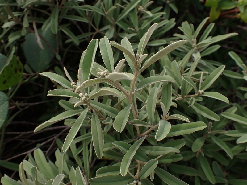 Croton linearis photo 3