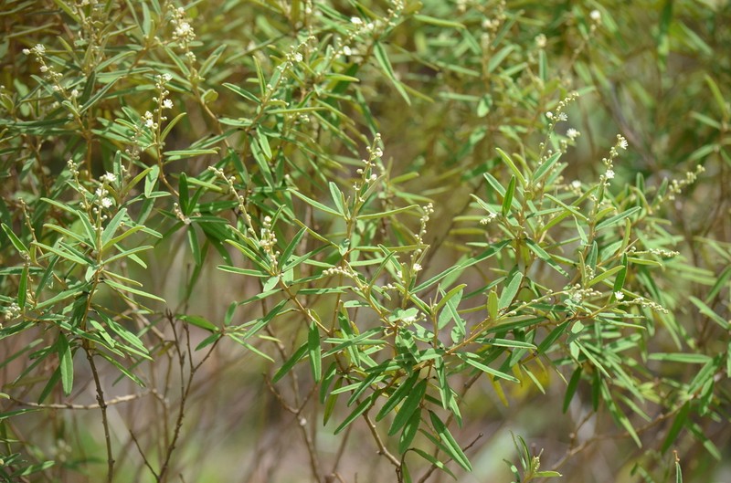 Croton linearis photo 4