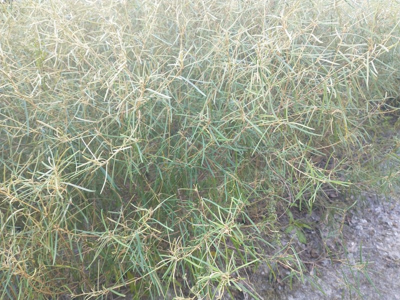 Croton linearis photo 5