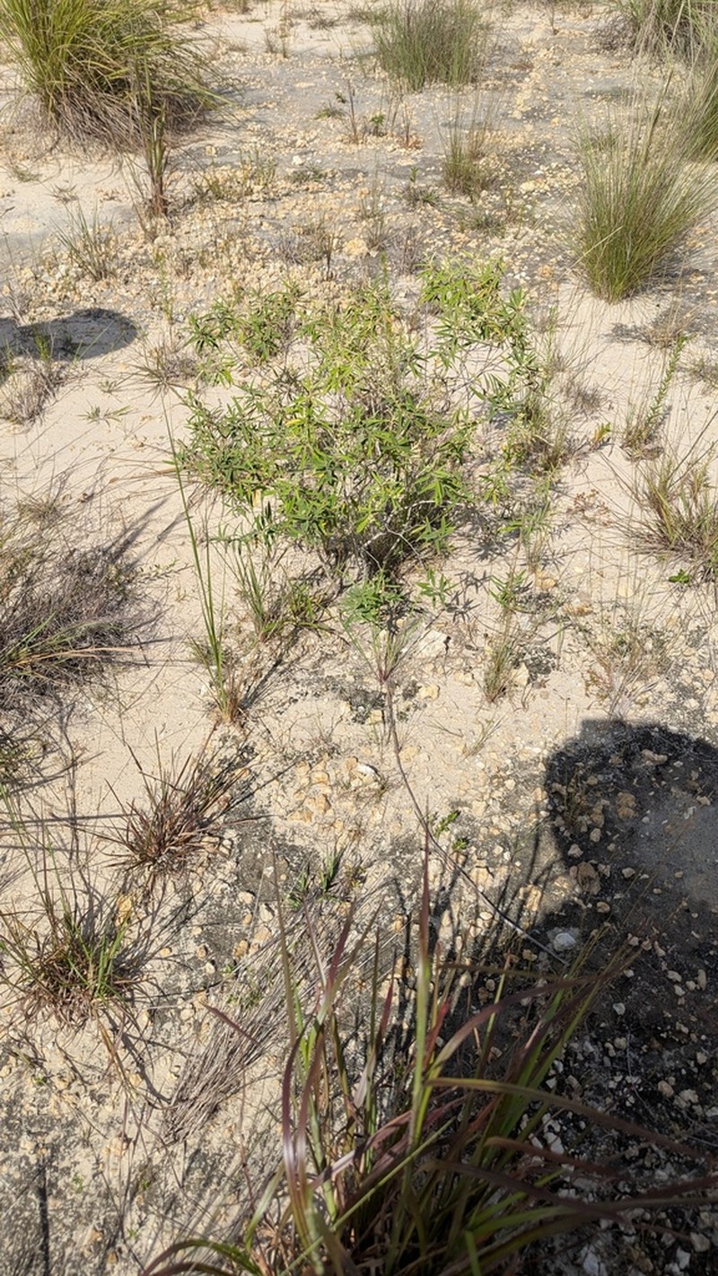 Croton linearis photo 6
