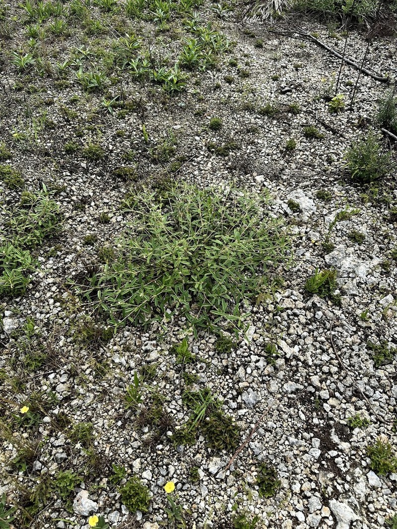Croton linearis photo 7