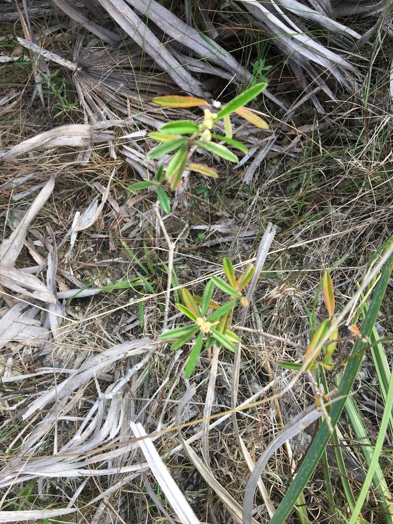 Croton linearis photo 8